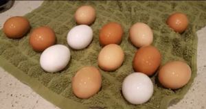 Summer 2016 on the Farm