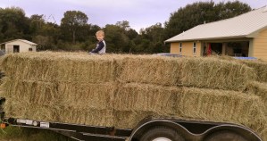 WhirldWorks Hay Nest