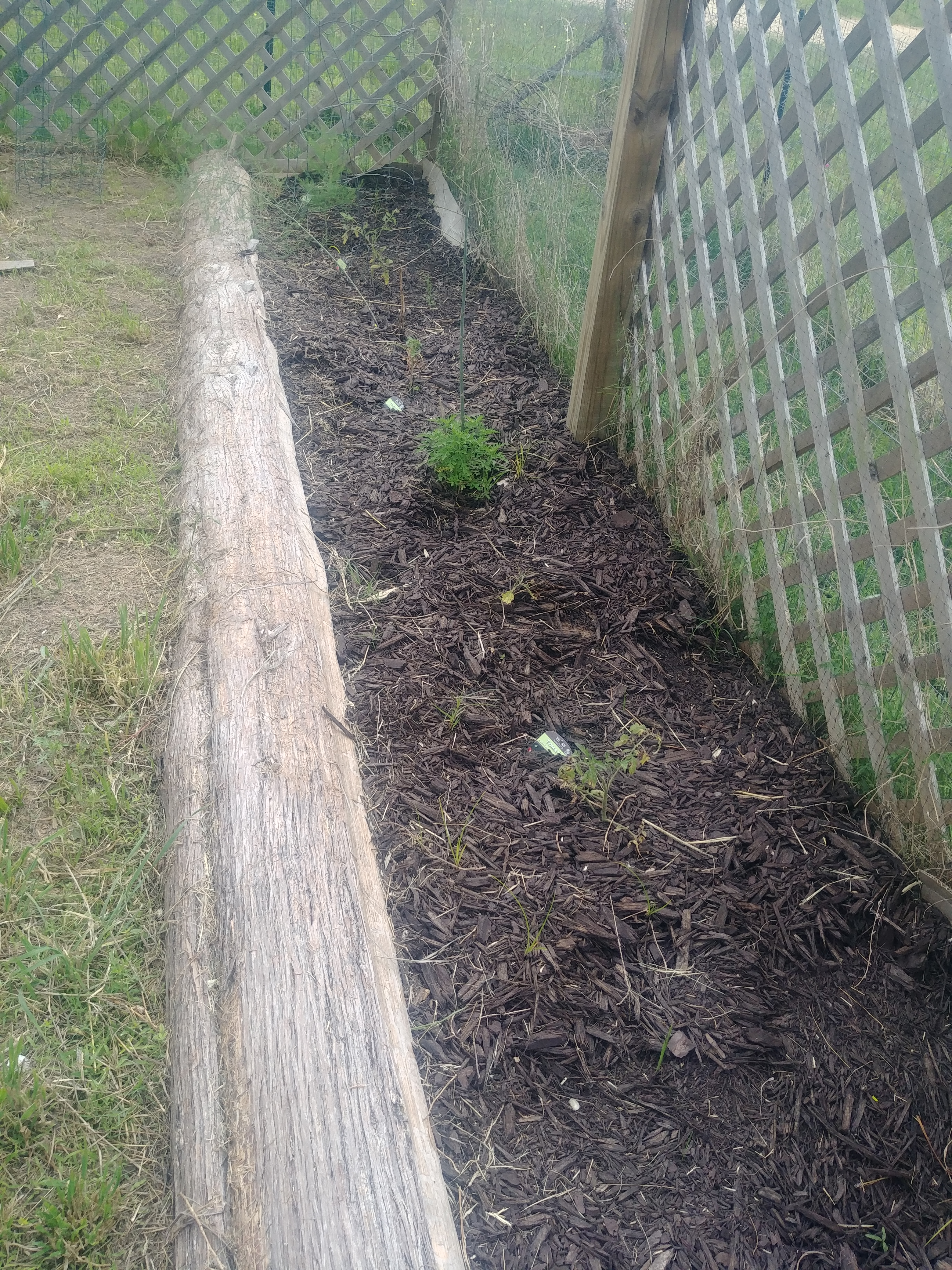 Tomatoes and Asparagus