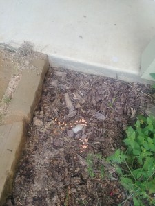 Orange Bubbly Fungus