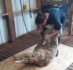 Sheep Shearing