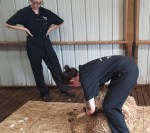 Sheep Shearing