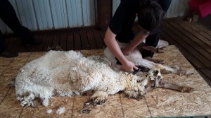 Sheep Shearing