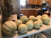 2019_cantaloupe