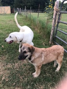 2019_rusty_and_daisy