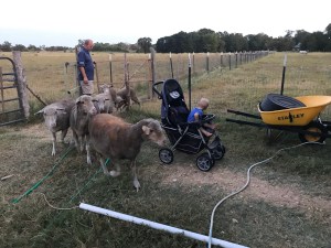 Tucking in the sheep