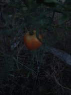 Summer Tomato