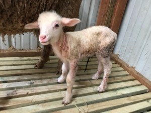 2020 First Lamb